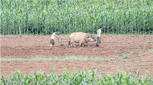  ?? AP ?? North Korean men work on farm fields along the Pyongyang-Wonsan highway on Thursday. US citizens will soon be barred from seeing such sights.