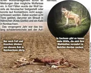  ??  ?? Nur noch Fell und Knochen blieben von diesem Reh in Nordsachse­n übrig. In Sachsen gibt es immer mehr Wölfe, die sich ihre Mahlzeiten vermehrt in Nutztier-Herden suchen.