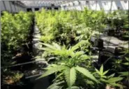  ?? GLEN STUBBE - ASSOCIATED PRESS ?? In this May 5, 2015 photo, marijuana plants grow at a Minnesota Medical Solutions greenhouse in Otsego, Minn.