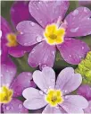  ??  ?? PURPLE RAIN Coloured primulas will lift your garden