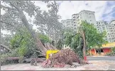  ?? DEEPAK GUPTA/HT PHOTOS ?? An almost 100-year-old tree was uprooted near Metro City in Nishatganj due to heavy rain on Thursday