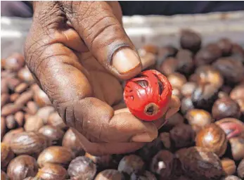  ?? FOTOS: MARTIN CYRIS ?? Die Blüte ist zwar rot und der Samen braun, trotzdem werden Muskatnüss­e auf Grenada auch schwarzes Gold genannt.