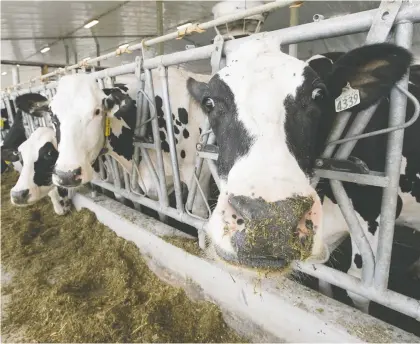  ?? RYAN REMIORZ/ THE CANADIAN PRESS ?? Dairy farmers say they are struggling with unpreceden­ted hikes in the cost of livestock feed, fuel and fertilizer.