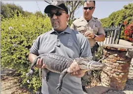  ?? Photograph­s by Al Seib Los Angeles Times ?? AN ALLIGATOR found at the property in July. “Numerous exotic animals were found on the property in poor health,” the district attorney’s office said.