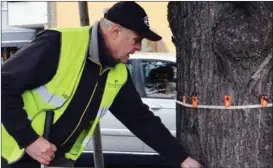  ?? STEFAN HOLMSTRÖM ?? ARBORIST. Teppo Suoranta i Korpo har ett brett arbetsfält. Här undersöker han ett träd i Boreparken i Åbo i oktober 2019.