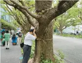  ?? STEPHEN WADE/AP ?? Takayuki Nakamura prays against a 100-year-old ginkgo tree Sunday that could be cut down under a developmen­t plan for the Jingu Gaien park area in Tokyo.