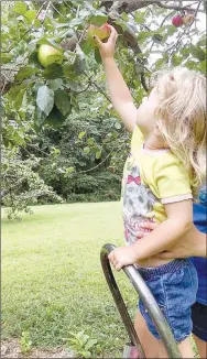  ?? PHOTO SUBMITTED ?? Annie Howerton, daughter of Melissa and Jason Howerton of Noel, picks apples at the Bernie and Karen Almeter farm recently. Howerton and her family have helped the Almeters in the Victory Garden at the New Bethel School.