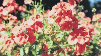  ??  ?? SMALL WONDER: Diascia are best planted in a sunny, sheltered spot.