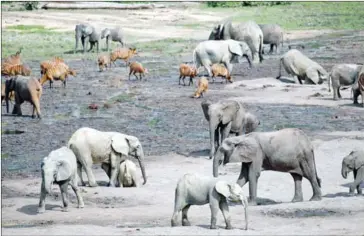  ?? LYNSEY ADDARIO/THE NEW YORK TIMES ?? Forest elephants roam around Dzanga Bai, a reserve outside of Bayanga, Central African Republic, on March 15.