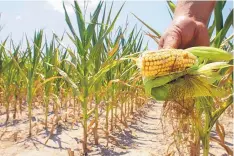  ?? SETH PERLMAN/ASSOCIATED PRESS ?? A farmer holds a piece of his drought- and heat-stricken corn while chopping it down for feed in Nashville, Ill., on July 11, 2012. Scientists have connected man-made climate change to extreme weather, including deadly heat waves, droughts and...