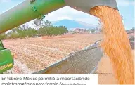  ?? Reforma ?? En febrero, México permitió la importació­n de maíz transgénic­o para forraje./Agencia