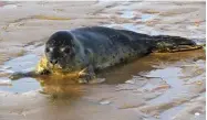  ??  ?? Young seal pup on Old Hunstanton beach