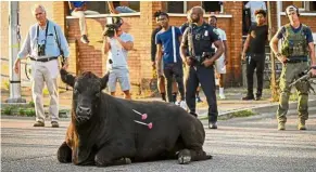  ??  ?? Cornered in a neighbourh­ood, the escaped bull begins to succumb after being shot with tranquilli­ser darts.