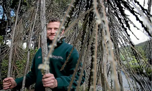  ?? ROSS GIBLIN/ FAIRFAX NZ ?? Collection curator Finn Michalak at Otari-Wilton Bush where native plants, some rare and endangered, are propagated and planted within the reserve.