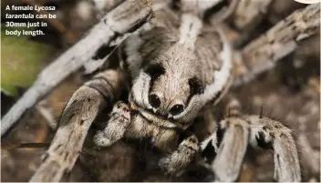  ??  ?? A female Lycosa
tarantula can be 30mm just in body length.