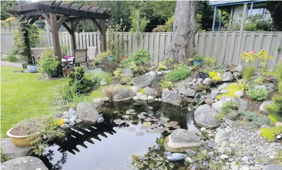  ??  ?? The water feature at the home of Chris Nation and Betty Gnocato is a visual tapestry, with plantings of dwarf pine and Cyprus, ferns, tree peonies, hostas, irises and more. It was created after a giant root ball from a large fir was removed. The rest of the hole was dug by hand by Nation, who then moved all the rocks into place. The pond has a rubber liner, oxygenatin­g waterfall, pump and UV light built into the filter to keep it sparkling and healthy. Along the back fence, they added wire to deter deer.