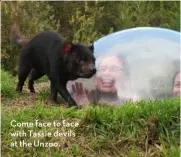  ?? ?? Come face to face with Tassie devils at the Unzoo.