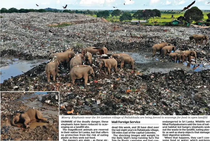  ?? ?? Tragedy: An elephant dead among the waste
Misery: Elephants near the Sri Lankan village of Pallakkadu are being forced to scavenge for food in open landfill