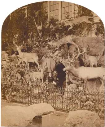  ??  ?? One half of a stereograp­hic souvenir card from the 1876 Centennial Internatio­nal Exhibition in Philadelph­ia showing a display of the naturalist Martha Maxwell’s wildlife specimens, with Maxwell seated at the center