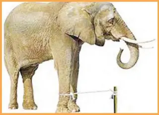 The Story of the Elephant and The Rope