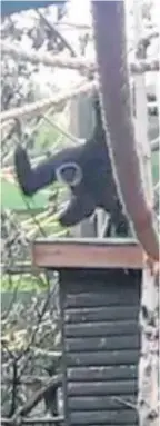  ??  ?? STUNNING footage of one of Camperdown Wildlife Centre’s newest arrivals has been released.
The footage shows a male lar gibbon using his long arms to propel himself across the enclosure using hanging ropes.
Two lar gibbons arrived at the centre on...