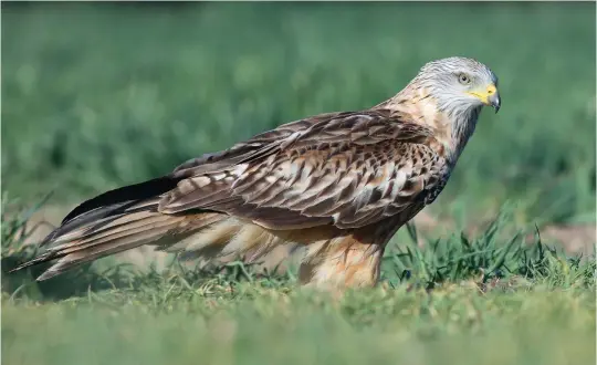  ?? ?? EIGHT: Juvenile Red Kite (Segovia, Spain, 8 April 2015). By spring juvenile Red Kites appear rather worn above and the bright colours have faded since autumn, but they can still be aged by the light undertail coverts and ‘trousers’ and their rather drab tail colour and worn upperwing coverts. Even in young Red Kites, with shorter tails than the adults, the tail projects beyond the wings, maintainin­g a useful structural distinctio­n from Black Kite at all ages.