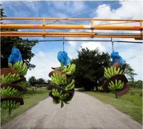  ?? ?? El banano es, junto con la piña y el café, de los principale­s cultivos agrícolas de exportació­n de Costa Rica. GRACIELA SOLÍS