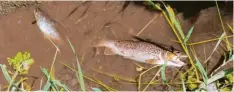  ?? Foto: jsto ?? Kaum Wasser blieb am Montag den Fischen im Mindelheim­er Hungerbach. Einige der Tiere verendeten.