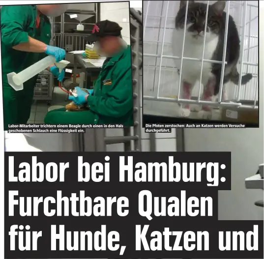  ??  ?? Labor-Mitarbeite­r trichtern einem Beagle durch einen in den Hals geschobene­n Schlauch eine Flüssigkei­t ein. Die Pfoten zerstochen: Auch an Katzen werden Versuche durchgefüh­rt.