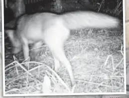  ?? Pictures: MICHAEL AZZOPARDI ?? Surveillan­ce vision of a fox at Ormeau.