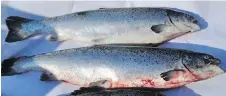  ?? PNG ?? These Atlantic salmon were fished from the waters off Sechelt last month. They are believed to be among the fish that escaped from the collapsed Cooke Aquacultur­e fish farm in Washington state.