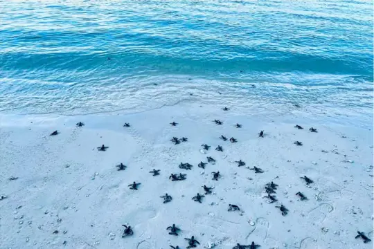  ?? Photo laodong.vn ?? Turtles head out to the sea in Côn Đảo Island off the southern province of Bà Rịa-vũng Tàu.