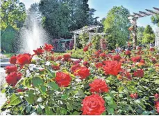  ?? FOTO: INSEL MAINAU/ PETER ALLGAIER ?? In voller Blüte: der italienisc­he Rosengarte­n auf der Insel Mainau.