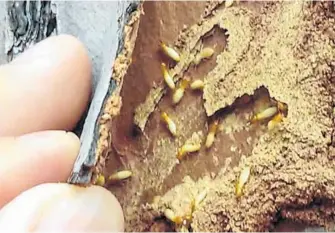  ?? THOMAS CHOUVENC/COURTESY ?? Asian termites, which have chewed up countless South Florida homes, have begun laying waste to one of the region’s most characteri­stic trees, the slash pine.