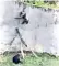  ??  ?? The chimpanzee was filmed by a zoo visitor as it used the felled tree branch to make its escape