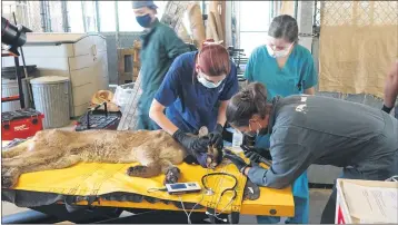  ?? PHOTOS BY KIRSTEN MACINTYRE — CDFW ?? Wildlife veterinari­ans check the vital signs of a female mountain lion before treating her burn injuries.