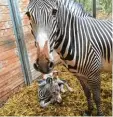  ?? Foto: Zoo Augsburg ?? Zebrastute Kibale brachte Nachwuchs zur Welt.