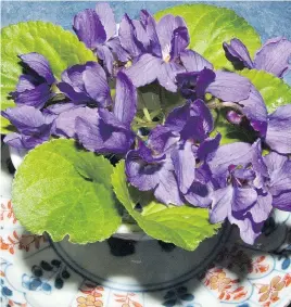  ??  ?? English violets are a favourite for their sweet scent.