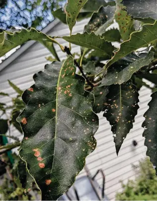  ??  ?? What a reader thinks is a Lacey oak is actually a Chinquapin oak. It shows the remnants of oak leaf blister. It should be fine by spring.