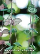  ??  ?? Ceropegia linearis subsp woodii.