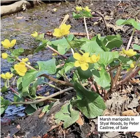  ??  ?? Marsh marigolds in Styal Woods, by Peter Castree, of Sale