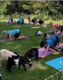  ?? PHOTO COURTESY OF GPCC ?? GPCC’s upcoming goat yoga sessions will take place in the township’s Harriet Wetherill Park on Butler Pike.