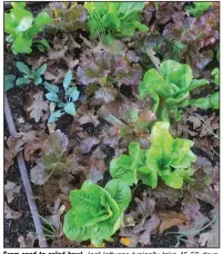  ??  ?? From seed to salad bowl, leaf lettuces typically take 45-50 days, and soft head lettuces can take up to 65 days. If you find lettuce transplant­s, that timetable is even faster.