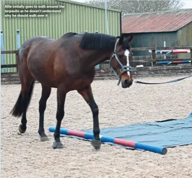  ?? ?? Allie initially goes to walk around the tarpaulin as he doesn’t understand why he should walk over it