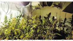  ??  ?? Die Polizei findet in Wien jährlich rund 30 solcher Indoor-Plantagen