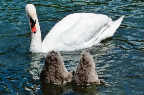  ??  ?? Da bleibt einem nichts anderes mehr übrig, als ins Wasser abzutauche­n. So wie hier der Schwanenna­chwuchs am Ammersee haben in den vergangene­n Wochen sicher viele versucht, sich in der Hitzewelle abzukühlen. Der Schnappsch­uss stammt von Anna...