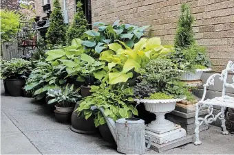  ?? KATHY RENWALD PHOTOS ?? Stacking pots of hostas on benches makes an instant garden in a paced area.