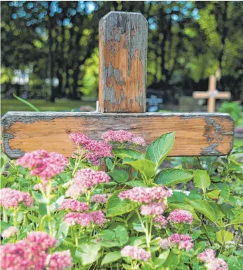  ?? FOTO: ANDREA WARNECKE ?? Ein leuchtende­r letzter Gruß: Einige Sorten der Fetthenne zeigen ihre Blütendold­en erst im Herbst. Sie bieten sich daher für die Grabbepfla­nzung in dieser Zeit an.