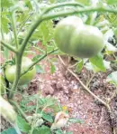  ?? [THINKSTOCK PHOTO] ?? Other than a surprise last freeze, you can plant away on tomatoes, peppers, eggplant and most of the other warmweathe­r vegetables.