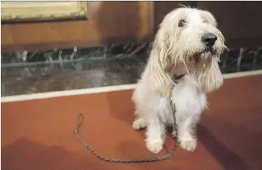  ?? MARY ALTAFFER/THE ASSOCIATED PRESS ?? Juno is a grand basset griffon Vendeen, a breed the American Kennel Club is now recognizin­g — along with the Nederlands­e kooikerhon­dje. They’re the first breeds added to the roster since 2016.